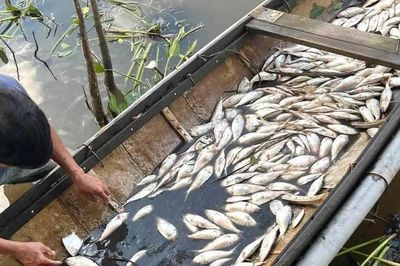 Quảng Trị: Làm rõ nguyên nhân cá chết hàng loạt trên sông Sa Lung