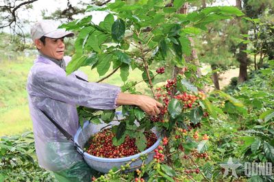 Lâm Đồng có gần 1.300 mã số vùng trồng nông sản phục vụ xuất khẩu