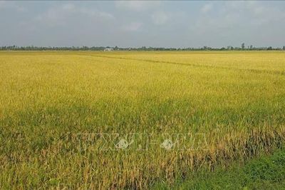 Nông dân Cà Mau đối mặt với thua lỗ trong vụ lúa Hè Thu