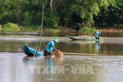 Ruộng đồng Cần Thơ vào mùa lũ