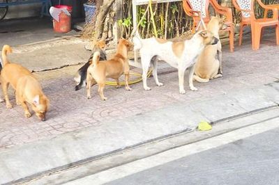 11 ổ dịch dại, Đồng Tháp siết quản lý chó, mèo