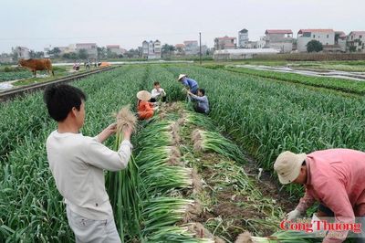 Đi tìm giải pháp cắt đứt chu kỳ sinh khí mê-tan trên đồng ruộng