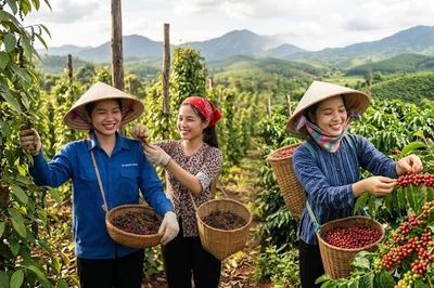 Giá cà phê, hồ tiêu hôm nay 9/9: Cà phê tăng mạnh, giá tiêu đứng cao