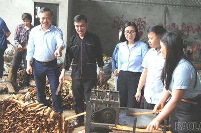 Ngành quế 8 tháng năm 2026: Thị trường nào đang thay thế dần "ngôi vương" châu Á?