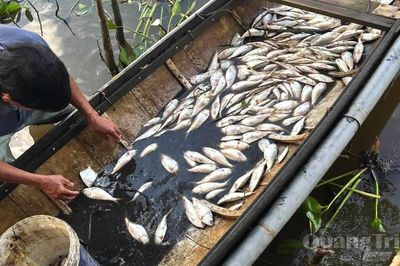 Cá chết hàng loạt trên sông Sa Lung