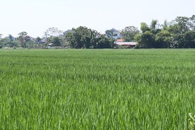 Kha Sơn phát triển mô hình lúa nếp xoắn