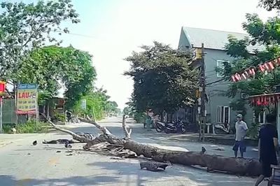 Cắt cây khô đổ ra đường, một người đi xe máy tử vong