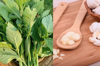 Từng mọc đầy bờ ruộng chẳng ai để ý, thứ rau dại có mùi như 'xăng thơm' nay được bán 50.000 đồng/kg
