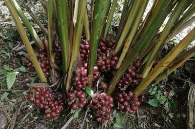 Sa nhân tím bén rễ Mường Quàng, mở sinh kế dưới tán rừng cho đồng bào Thái