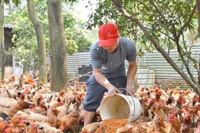 Hà Nội có 32 cơ sở, vùng chăn nuôi an toàn dịch bệnh