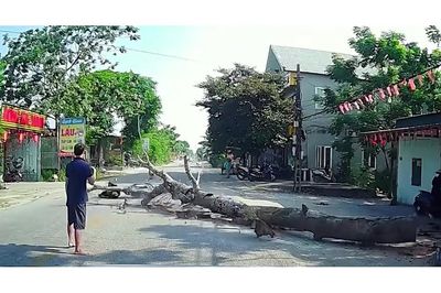 Cây đổ khi đang cưa, một người đi xe máy tử vong