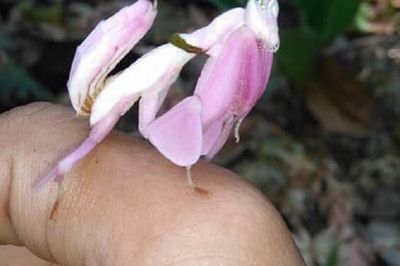 Động vật đẹp như đóa hoa xuất hiện ở Khánh Hòa, khuyến cáo không được bắt