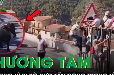 Người phụ nữ tử vong thương tâm sau khi bị bò húc liên tiếp