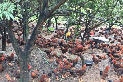 Nông nghiệp giảm phát thải: Yêu cầu cấp thiết từ chăn nuôi đến trồng trọt