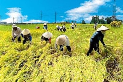Nâng tầm nông nghiệp sinh thái: Khi rơm rạ, lá dứa… trở thành tiền