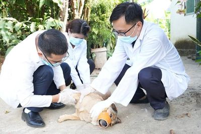 Sơn La: Tô Hiệu mở đợt cao điểm xử lý chó thả rông, lập lại trật tự nơi công cộng