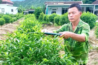 Cựu chiến binh 'bén duyên' trồng đào