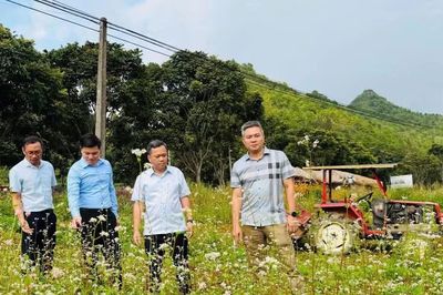 Từ sắc hoa tam giác mạch đến kinh tế bền vững ở vùng cao