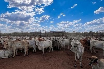 Trang trại Newry và câu chuyện đầu tư của doanh nghiệp Việt tại Lãnh thổ Bắc Australia