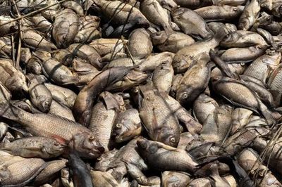 Hé lộ nguyên nhân cá chết hàng loạt trên sông Trà Khúc