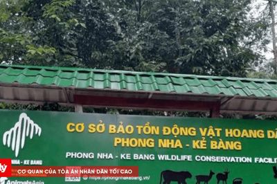 Bên trong nơi chăm sóc 7 cá thể Hổ Đông Dương ở Phong Nha - Kẻ Bàng