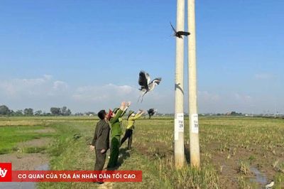 Gỡ lưới đánh bẫy chim, ngăn chặn hành vi kích điện