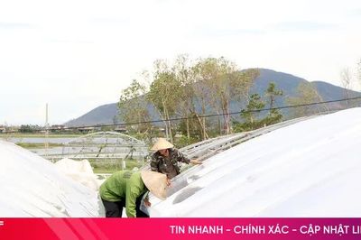 Nông dân Hà Tĩnh gia cố nhà màng, chủ động ứng phó thiên tai