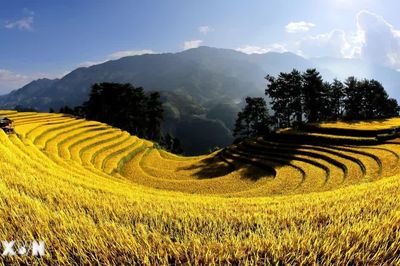 Gợi ý những cung đường vàng mùa lúa chín giàu bản sắc trên rẻo cao Tây Bắc