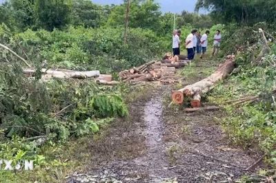 Bị cây đè khi đang cưa cây, một người tử vong