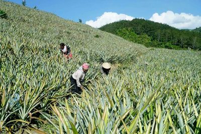Nghị quyết 68-NQ/TW: Hỗ trợ hộ kinh doanh, hợp tác xã đầu tư mở rộng sản xuất
