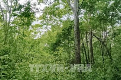 Bắc Ninh chi hơn 153 tỷ đồng quản lý rừng Tây Yên Tử