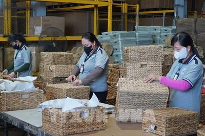 Lục bình, cây cói và câu chuyện hàng Việt đi xa