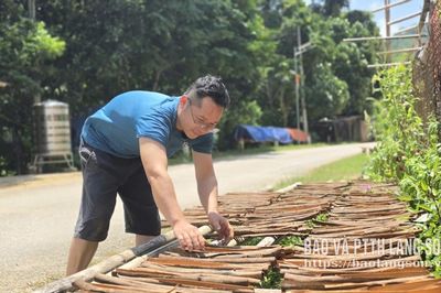 Cây quế mở hướng giảm nghèo