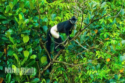 Thành lập Khu bảo tồn loài-sinh cảnh Voọc mông trắng Kim Bảng quy mô hơn 3.100 ha