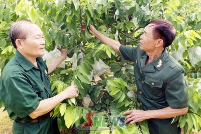 Cựu chiến binh chung sức phát triển kinh tế