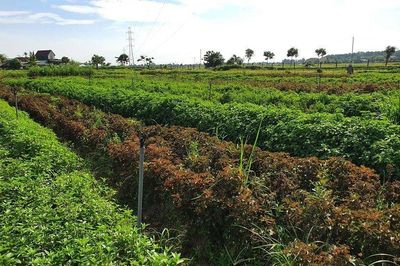 Hà Tĩnh thúc đẩy công nghệ sinh học, hướng tới nông nghiệp xanh