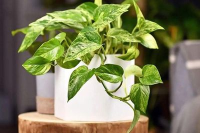 Trồng cây trầu bà trong nhà thế nào là tốt nhất?