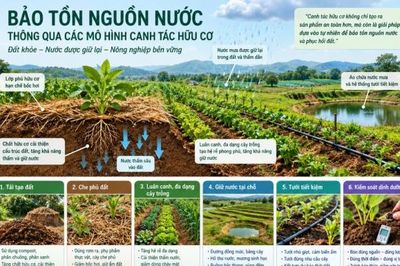 Bảo tồn nguồn nước thông qua các mô hình canh tác hữu cơ: Luận giải dưới góc nhìn chuyên gia