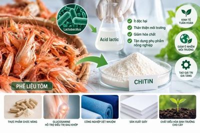Nghiên cứu công nghệ xanh sản xuất chitin từ đầu, vỏ tôm