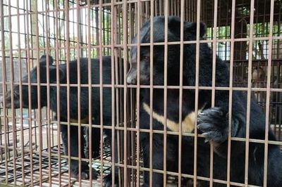 Chấm dứt nuôi nhốt gấu tại Hà Nội: Cần thêm giải pháp quyết liệt, khả thi