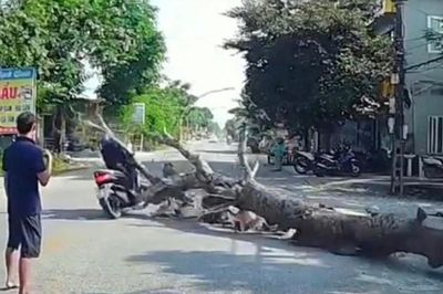 Cưa cây gây hậu quả chết người: Ai phải chịu trách nhiệm?