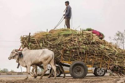 Giá đường lập đỉnh 17 tháng trước sức ép nguồn cung