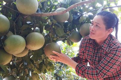 Bắc Ninh chuẩn hóa vùng trồng bưởi xuất khẩu