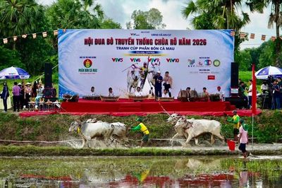 An Giang: Màn so tài kịch tính tại Hội đua bò truyền thống chùa Rô