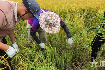 Người đi tìm vòng đời mới cho rơm