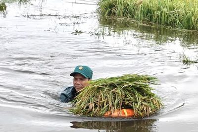 Quảng Ngãi: Lực lượng địa phương xuống ruộng cứu lúa ngập