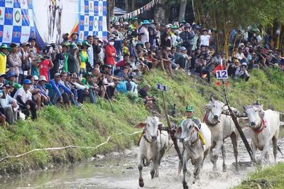 Tưng bừng khai mạc Hội đua bò truyền thống Chùa Rô năm 2026