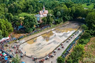 Hội đua bò Chùa Rô: 32 đôi bò tranh tài, giải thưởng lớn mang tính kỷ lục