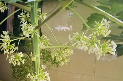 Sai lầm của hai người đàn ông khi dùng hoa đu đủ chữa bệnh