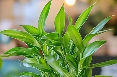 5 nguyên tắc vàng đặt cây cảnh trong nhà: Vừa đẹp, vừa đón năng lượng tích cực